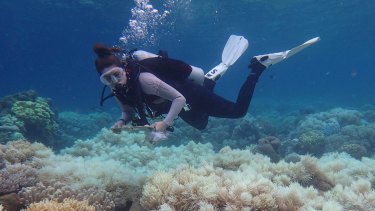 Bleaching of the Great Barrier Reef corals in 2017, the second year of unprecedented back-to-back mass bleaching. 