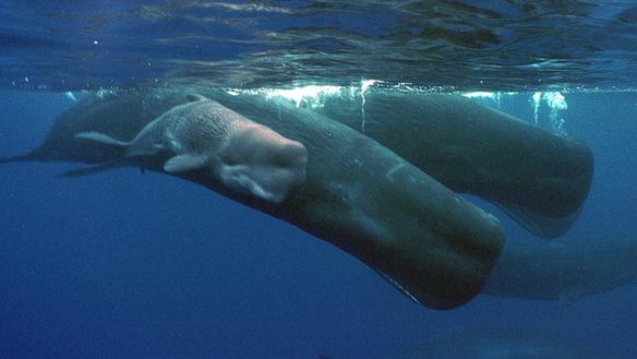 A sperm whale calf only hours old, swims next to its mother and a pod of sperm whales off the coast of the Agat Marina in Guam.