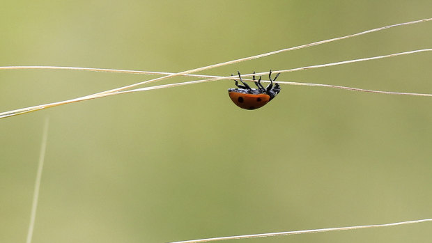 A ladybird climbs along the awns of corn in Unlingen, southern Germany.