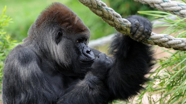 Mogo Zoo owner Sally Padey said the 41-year-old gorilla had a “powerful presence” .