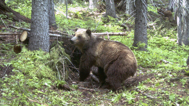 An adult female grizzly bear in the Cabinet Mountains, part of the Rocky Mountains in Montana.