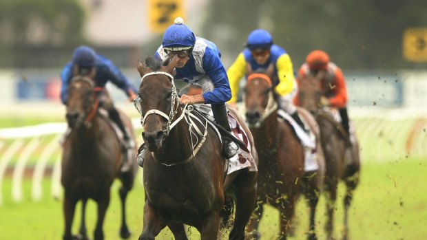 Space job: Winx explodes to win the George Ryder Stakes last year.