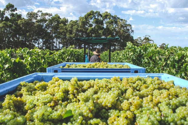 Voyager Estate in the Margaret River.