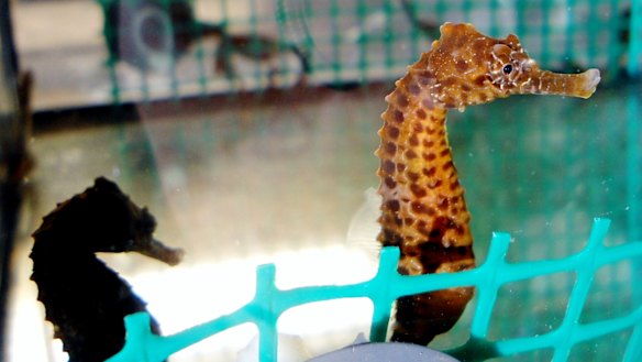Juvenile pot-bellied seahorses reared in the laboratory. 