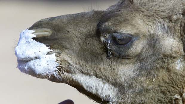 Compared with cow's milk, camel milk has five times the vitamin C and ten times the iron.
