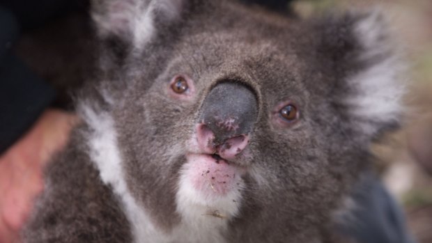 The koala was found and killed on French Island.