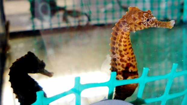 Juvenile pot-bellied seahorses reared in the laboratory. 