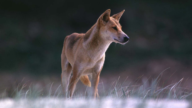 Dingoes are the apex predator in Australia, often bringing them into conflict with farmers.