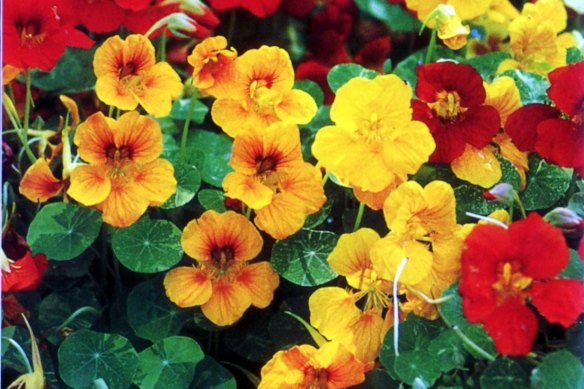 Nasturtiums are bright and grow well in the sun.