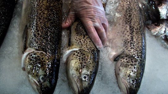 Forrest wants JBS to feel FIRB’s pain and fear.