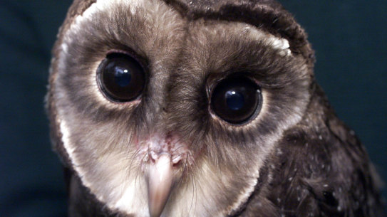 About a quarter of Victoria's sooty owls have been lost.