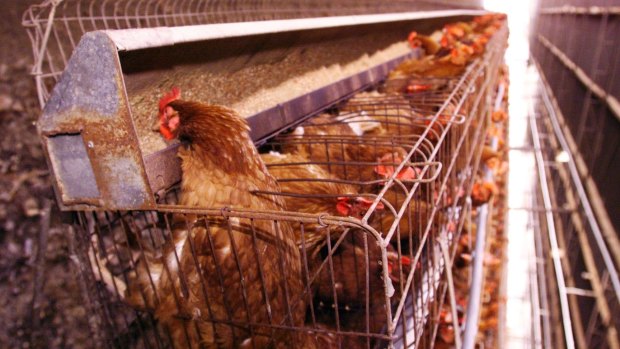 Ministers get cracking on plan to phase out caged eggs in Australia