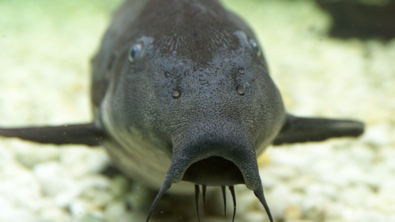 Queensland woman impaled by catfish - and apparently it's common