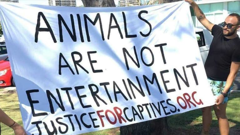 Sev Avedis, an optician from Cairns was one of the demonstrators at today's protests at Sea World on the Gold Coast. 