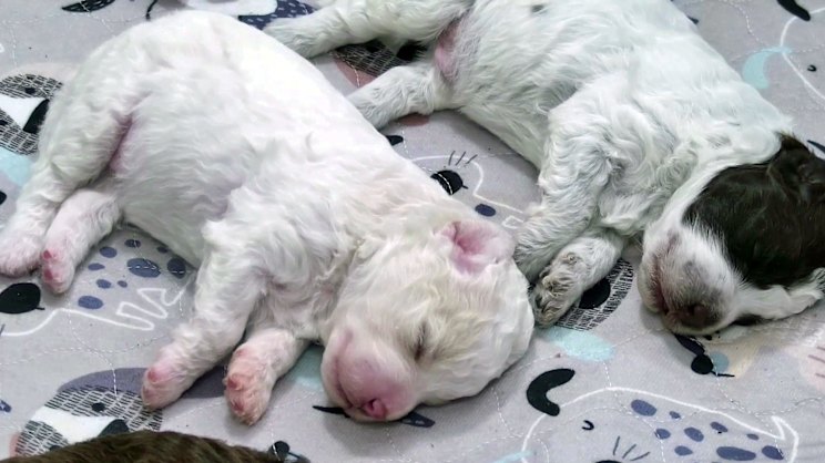 smh.com.au - Amelia Nierenberg - In troubled times, Finland's public broadcaster has an answer: puppies