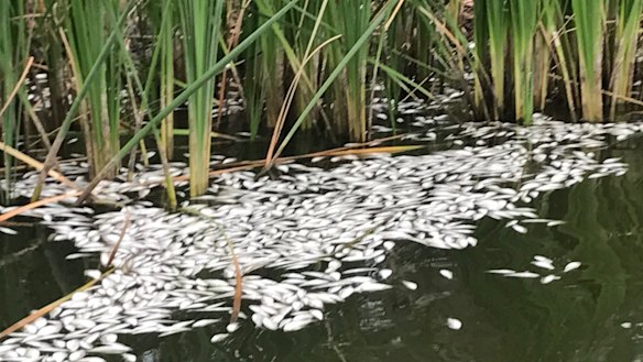 Another image of dead bony herring at the Menindee weir pool on the Darling River.