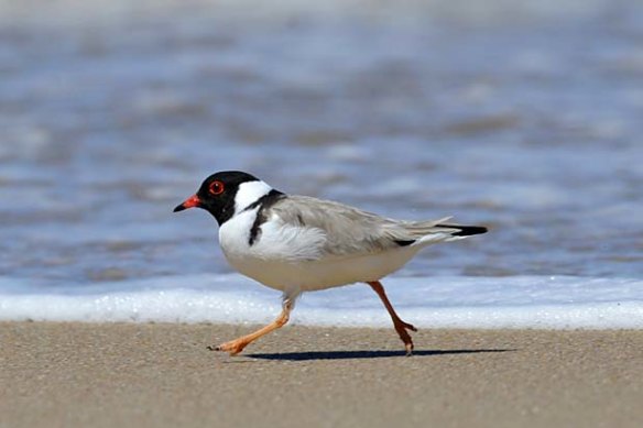 The hooded plover.