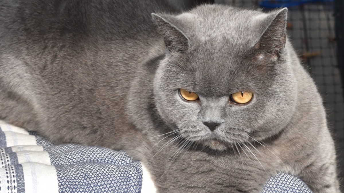 Obi nearly lost an eye doing something thousands of cat owners let their pets do every day without a second thought