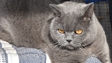Obi was the next door neighbour’s cat until they got a dog and he made Kylie’s place his home.