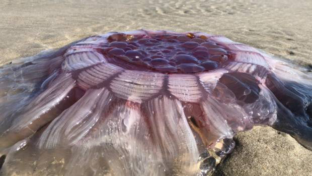The lion's mane is the largest jellyfish species found in New Zealand waters.