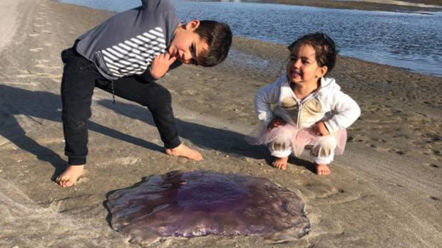 Eve Dickinson's children spent ages looking at the jellyfish, she said, "because of its beautiful colours and shape".