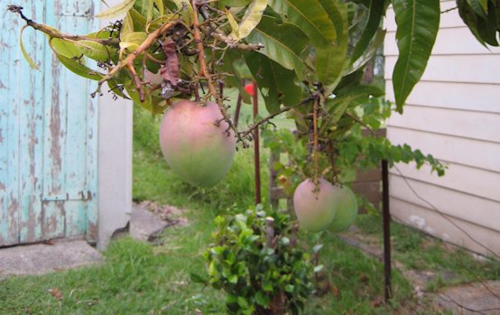 Growers and researchers have been working for decades to develop new mango varieties that are better suited for the changing climate.