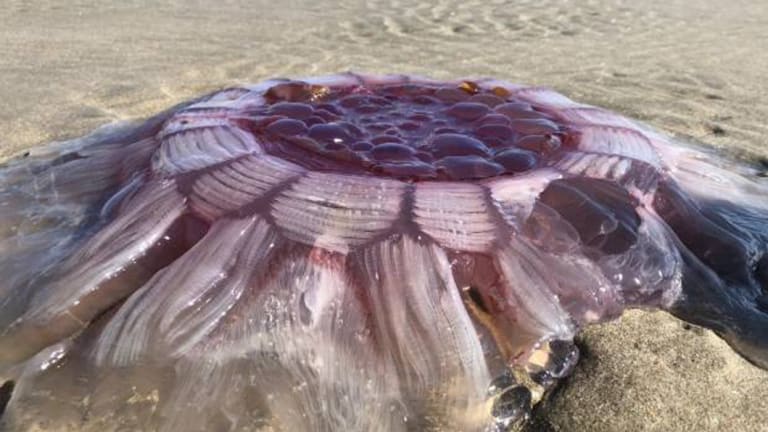 NZ: Lion&#039;s mane jellyfish washes up on Auckland beach