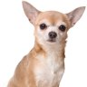 Man charged with bashing chihuahua puppy after police seize bloodstained mallet