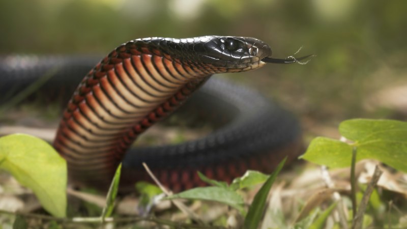 can red belly black snakes kill dogs