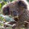 A koala in the Great Koala National Park.