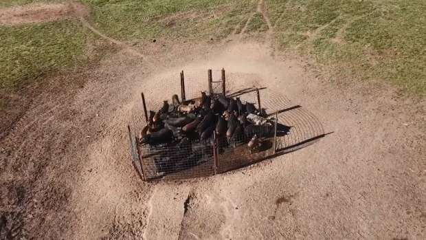 Feral pigs in a trap. 