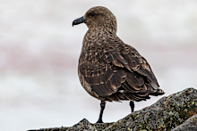 A brown skua is the first confirmed case of H5 bird flu in Tasmania