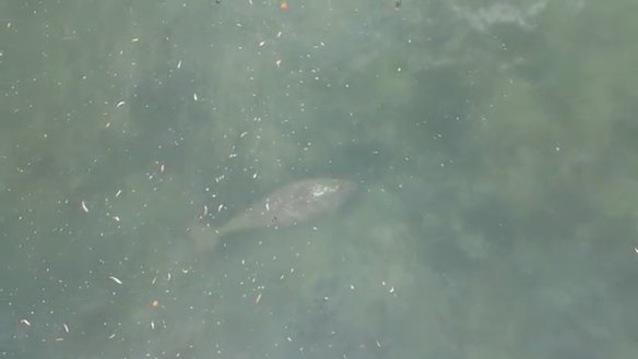 Drone footage of a dugong, taken during the search for a crocodile off North Stradbroke Island on Friday.