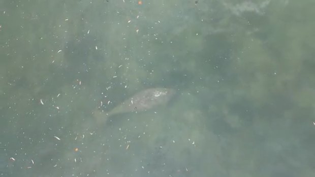 Drone footage of a dugong, taken during the search for a crocodile off North Stradbroke Island on Friday.