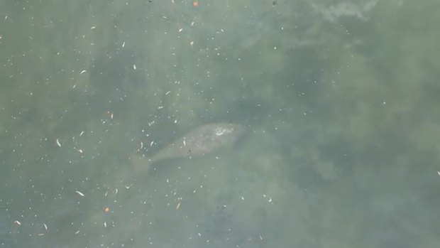 Crocodile at Brighton foreshore : r/brisbane