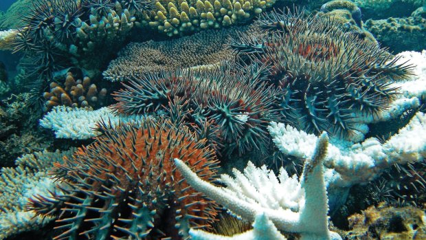 The crown-of-thorns starfish is a major threat to the Great Barrier Reef.