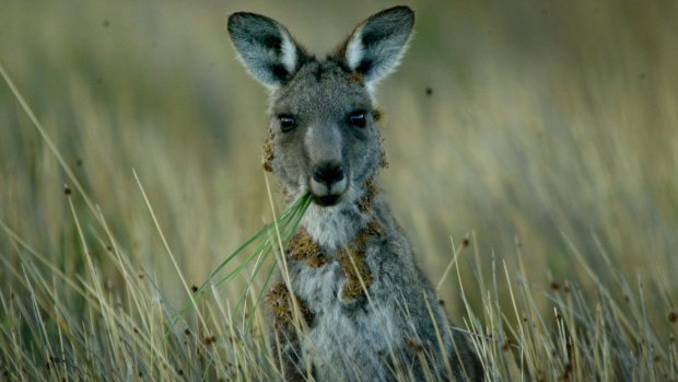 A motorcyclist died on Tuesday morning after hitting a kangaroo on the M4 near Penrith.