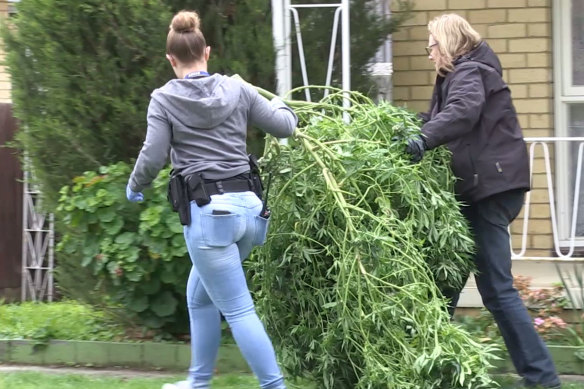 Police seize cannabis plants from a Blackburn North home on August 20.