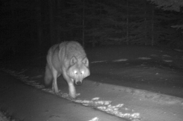 Um lobo cinza ocidental capturou uma câmera remota no Oregon em 2017.