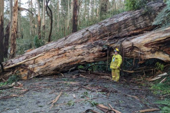 Emergency services work to clear the storm damage near Kalorama, 35kms east of Melbourne’s CBD. 
