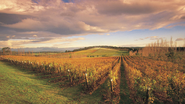 Pipers Brook Vineyard in Tasmania.