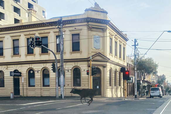 A deer running wild on Johnston Street in Fitzroy in 2021.