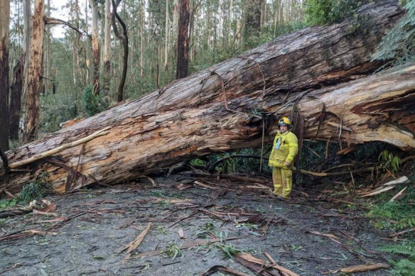 Emergency services work to clear the storm damage near Kalorama, 35kms east of Melbourne’s CBD. 