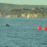 Humpback whale entangled in fish trap in Sydney Harbour