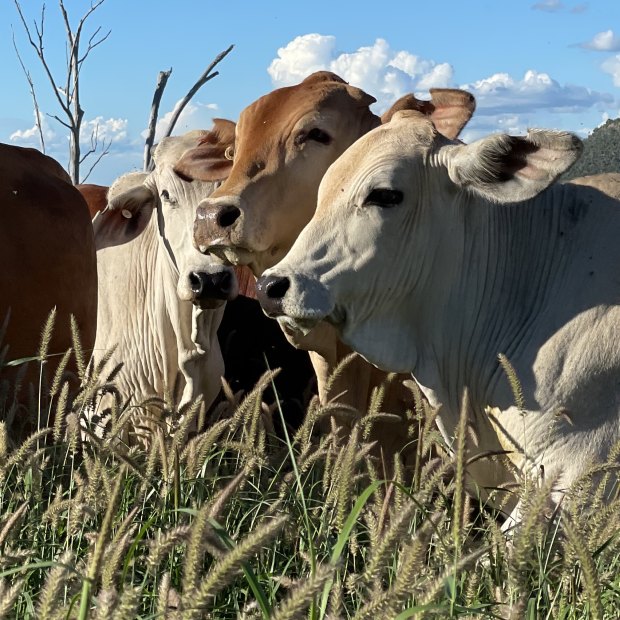 Cattle that feed on Leucaena release between 2 and 14 per cent less methane emissions. 