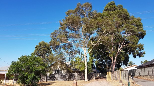 Homes with backyard trees such as this one in Perth's outer suburbs are an increasingly rare sight. 