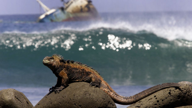An iguana sunbathes over volcanic stones on the shores of San Cristobal Island in the Galapagos Archipelago.