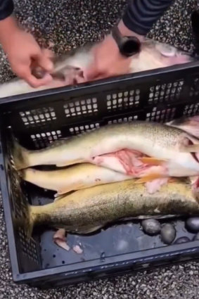 Lake Erie Walleye Trail fishing competition tournament director Jason Fischer inspects the winning walleyes only to find egg-sized lead balls inside them.