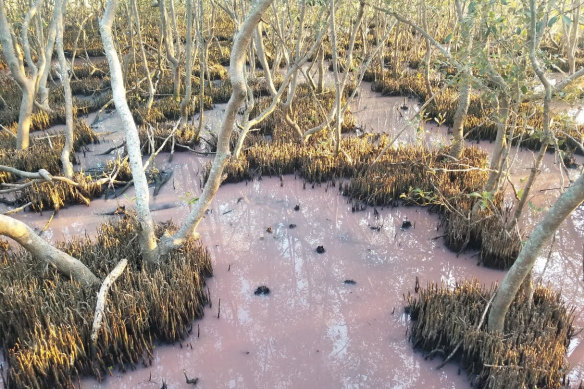 A microbe turned the Boondall Wetlands pink.