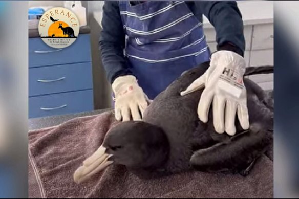 A sick petrel bird which later died from bird flu.